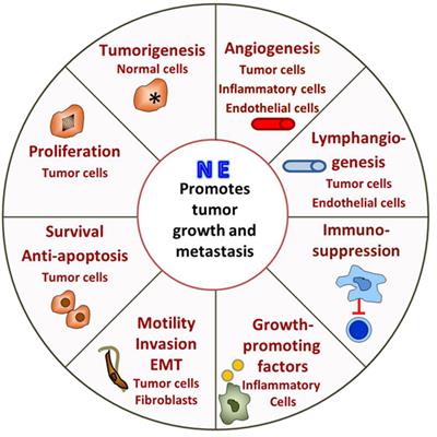 Adrenergic Signaling: A Targetable Checkpoint Limiting Development of the Antitumor Immune Response